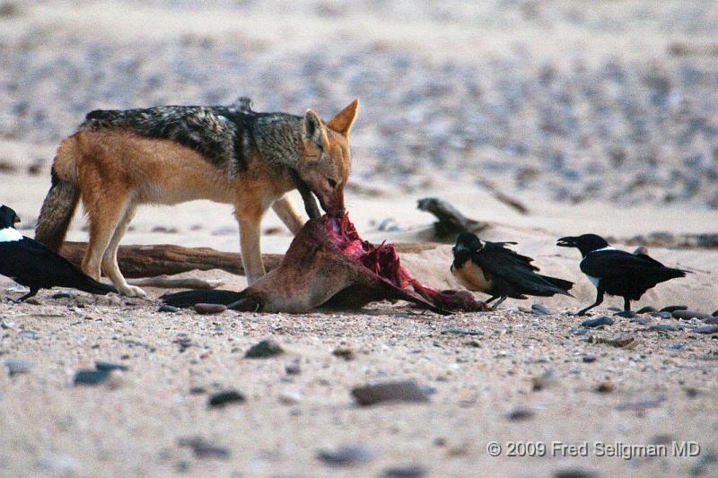 20090605_155342 D300 (1) X1.jpg - Various stages of the Jackal feeding on the seal